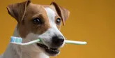 Jak čistit psovi zuby?