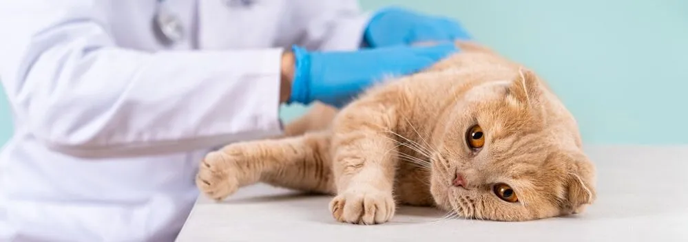 Průjem u kočky – příčiny a léčba