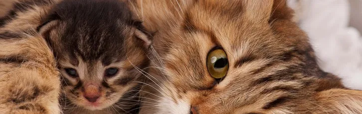 Březí kočka – příznaky, délka březosti a porod