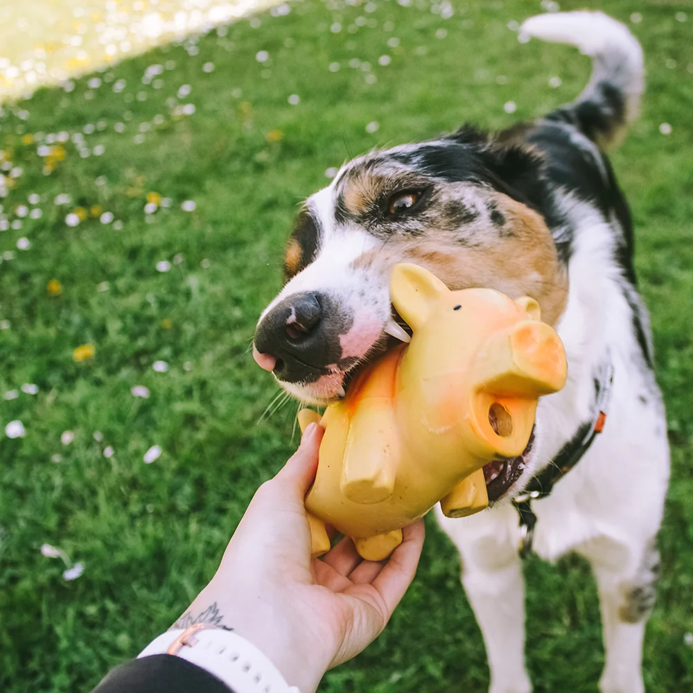 Akinu hračka pro psa latex pašík oranžový 15cm 