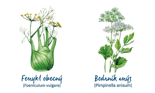 Fenykl obecný. Bedrník anýz.