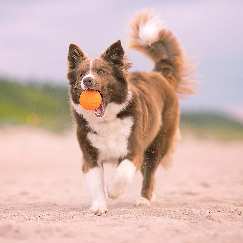 Explorer dog AirBall Oranžový 8 cm 