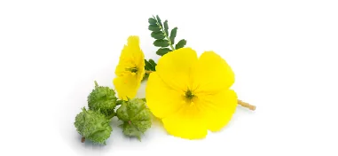 KOTVIČNÍK ZEMNÍ (Tribulus terrestris)