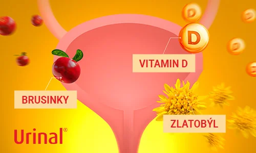 Poznejte hlavní výhody Urinal Akut – obsahuje extrakt z brusinek, zlatobýlu obecného a vitamin D