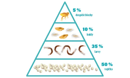 pyramida – vývojová stádia blech