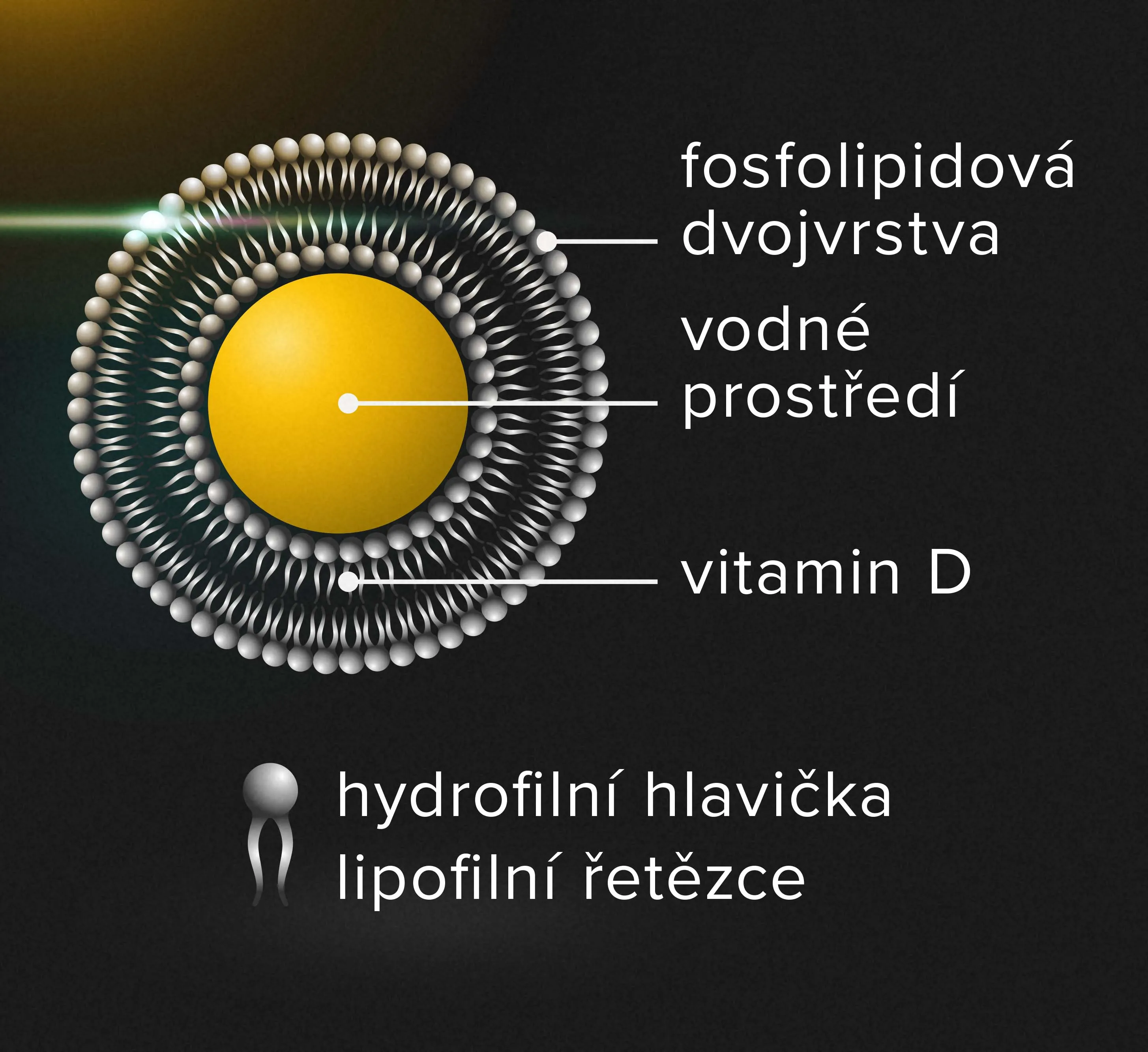 Výhody vitaminu D v lipozomální formě