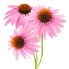 Echinacea