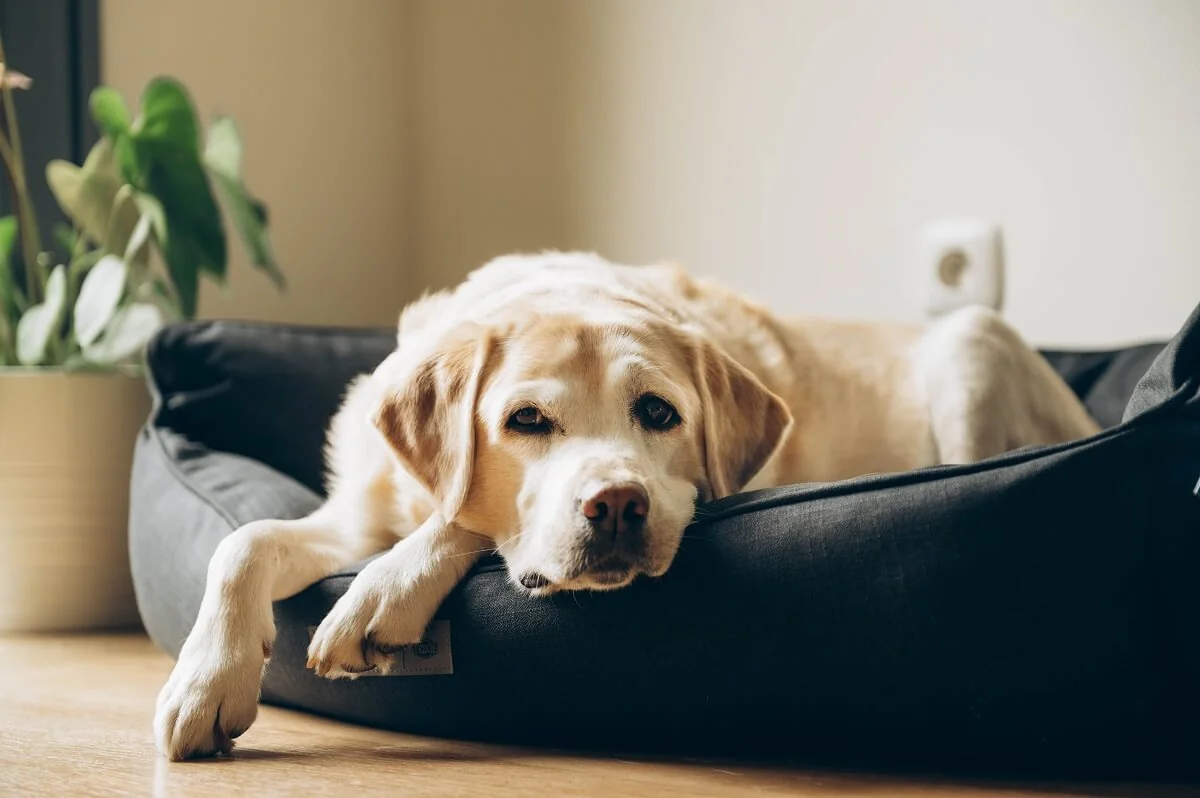 Starý labrador s artrózou odpočívá v měkkém pelíšku.