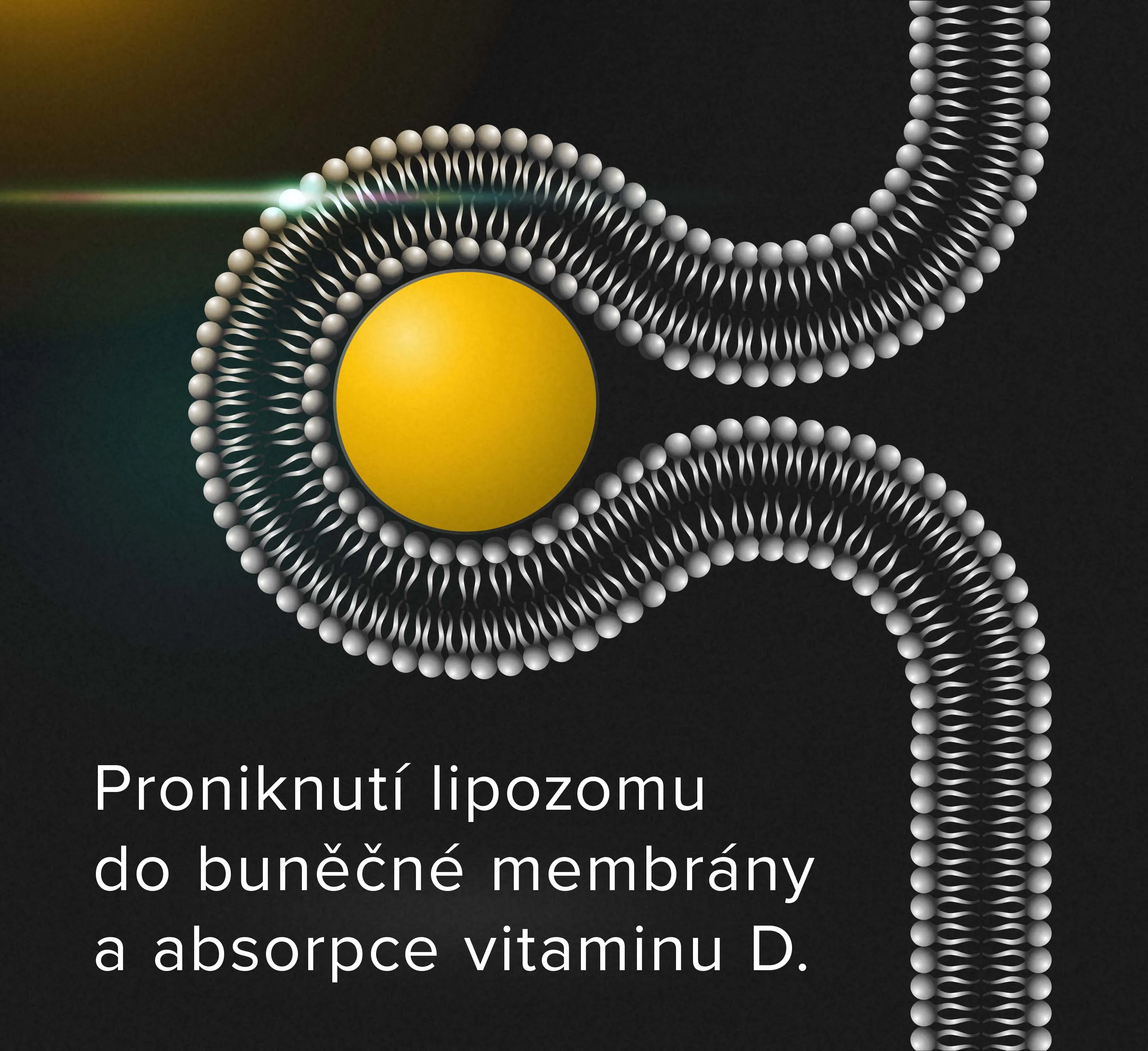 Lipozom zajišťuje ochranu a transport vitaminu až do střeva