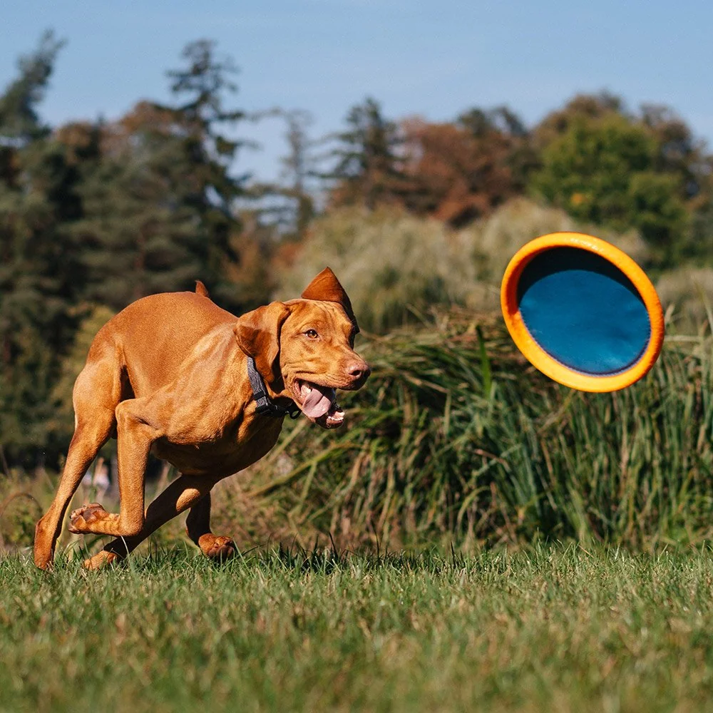 Explorer dog Disk létajicí AirDisc 24 cm 