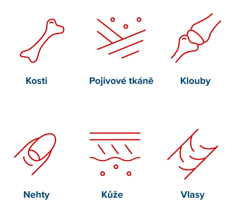 Kde se v těle přirozeně vyskytuje kolagen? Kosti, pojivové tkáně, klouby, nehty, kůže, vlasy