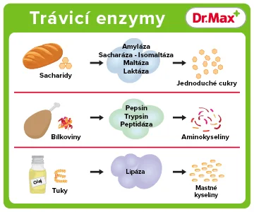 Trávicí enzymy schéma